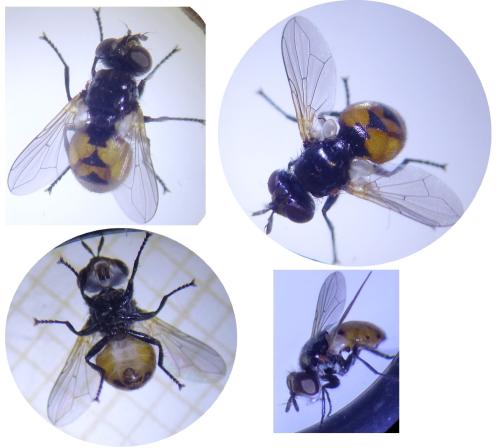 Gymnosoma nitens